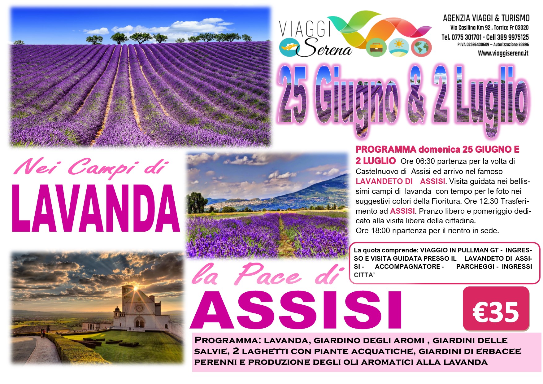 Viaggi di Gruppo: Lavanda “Lavandeto di Assisi” & Assisi 2 Luglio €35,00